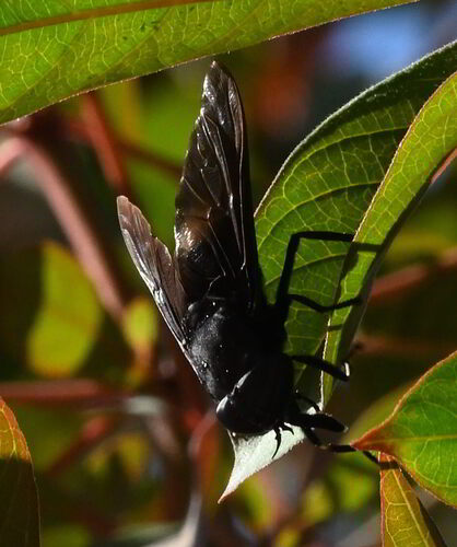 Unknown species found near Coconut Creek, FL, USA