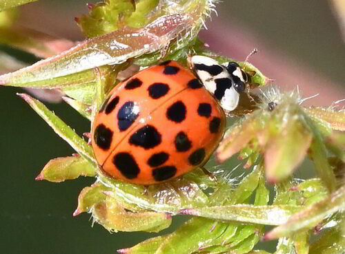 Asiatischer Marienkäfer