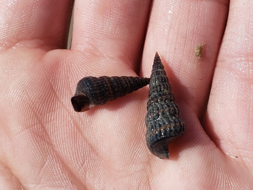 Cerithidea pliculosa, 2026-03-28