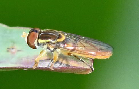 Unknown species found near Coconut Creek, FL, USA