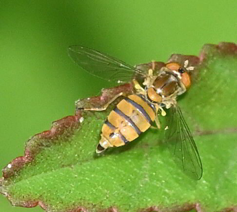 Unknown species found near Coconut Creek, FL, USA