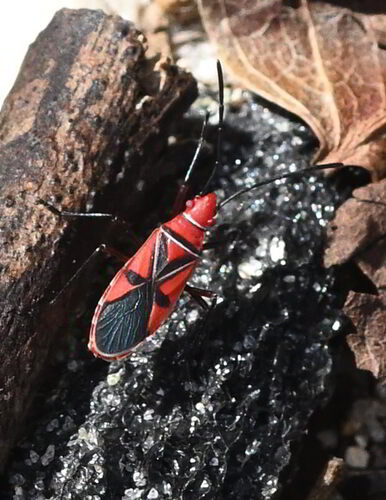 St. Andrew's Cotton Stainer photo 2