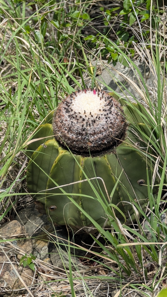 Melocactus andinus, Santander, CO