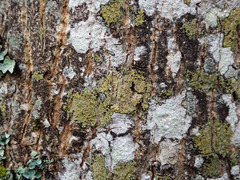 Lecidella flavosorediata