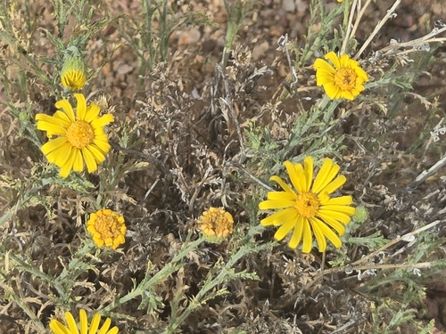 Spiny Goldenweed (Xanthisma spinulosum)