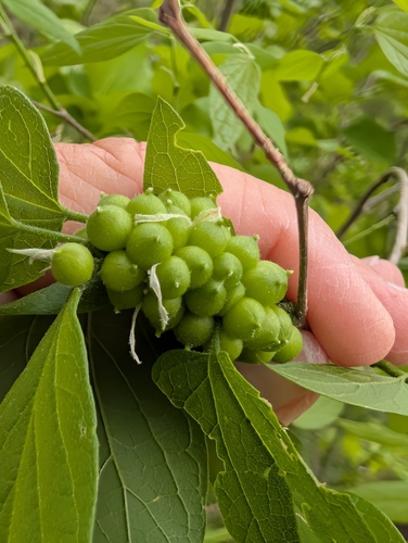 Unknown species found near Plano, TX 75074, USA
