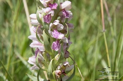 Brachycorythis conica transvaalensis