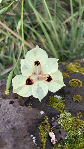 Dietes bicolor, 2026-03-28