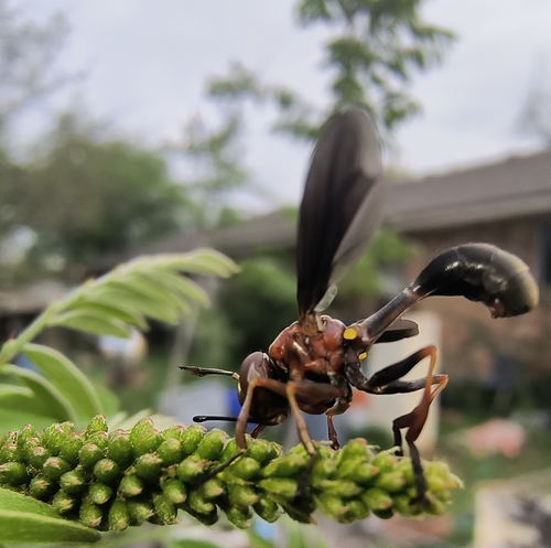 Unknown species found near China Spring, TX 76633, USA