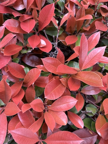 Chinese Photinia (Photinia serratifolia)