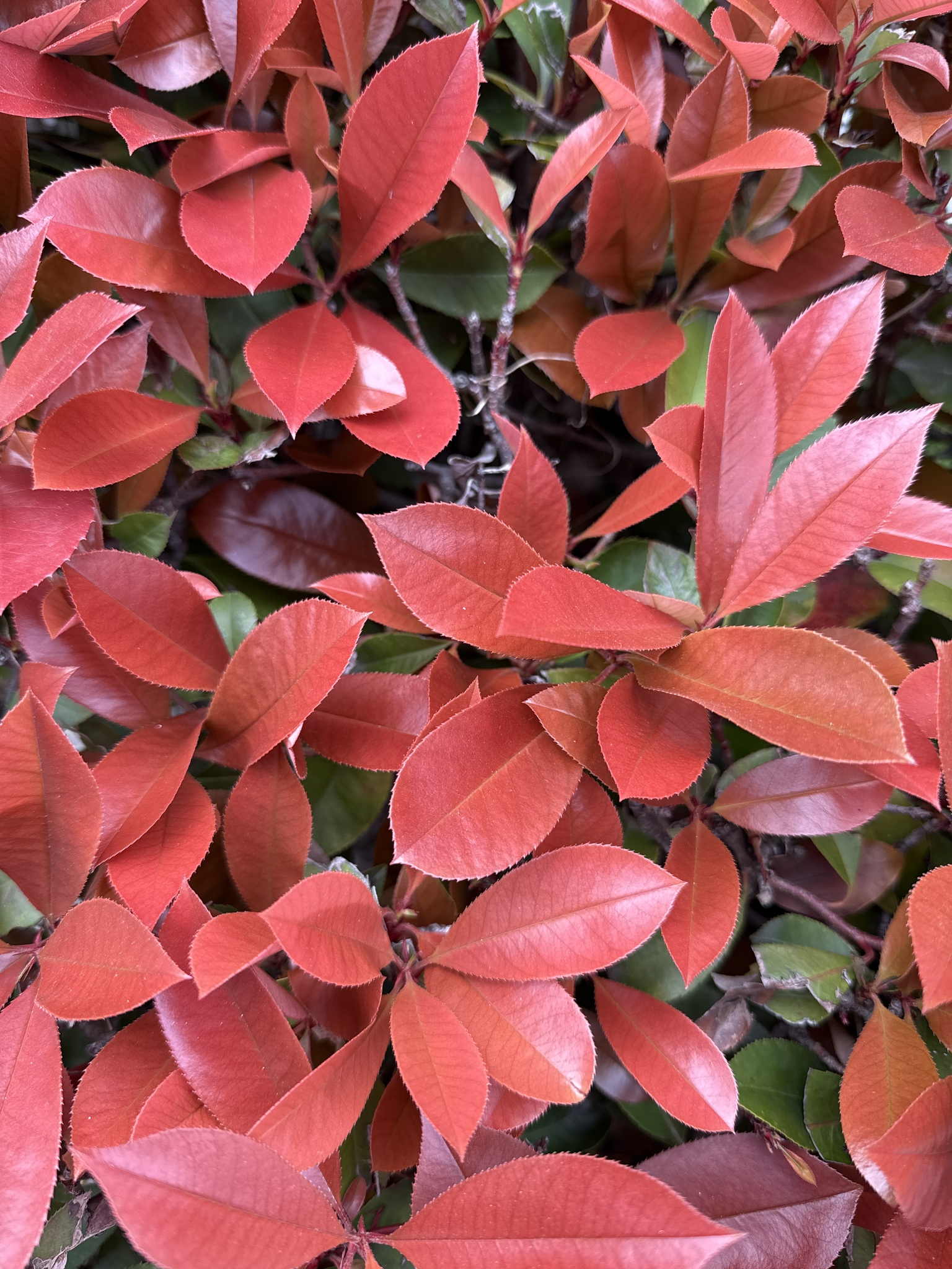 Chinese Photinia (Photinia serratifolia)