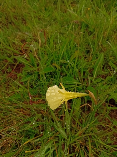 Hoop petticoat (Narcissus gigas)