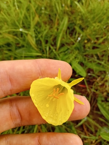 Narcissus gigas, photograph 4