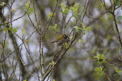 Regulus ignicapilla ignicapilla