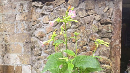 Cultivated tobacco (Nicotiana tabacum)