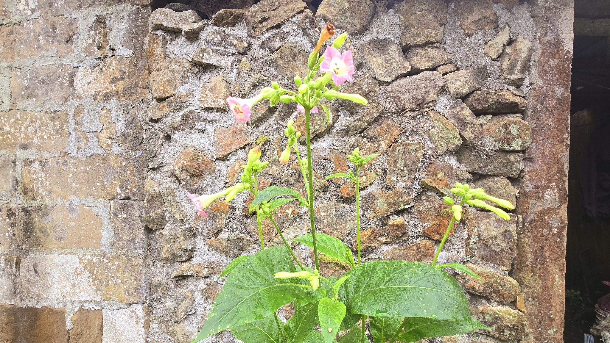 Cultivated Tobacco (Nicotiana tabacum)