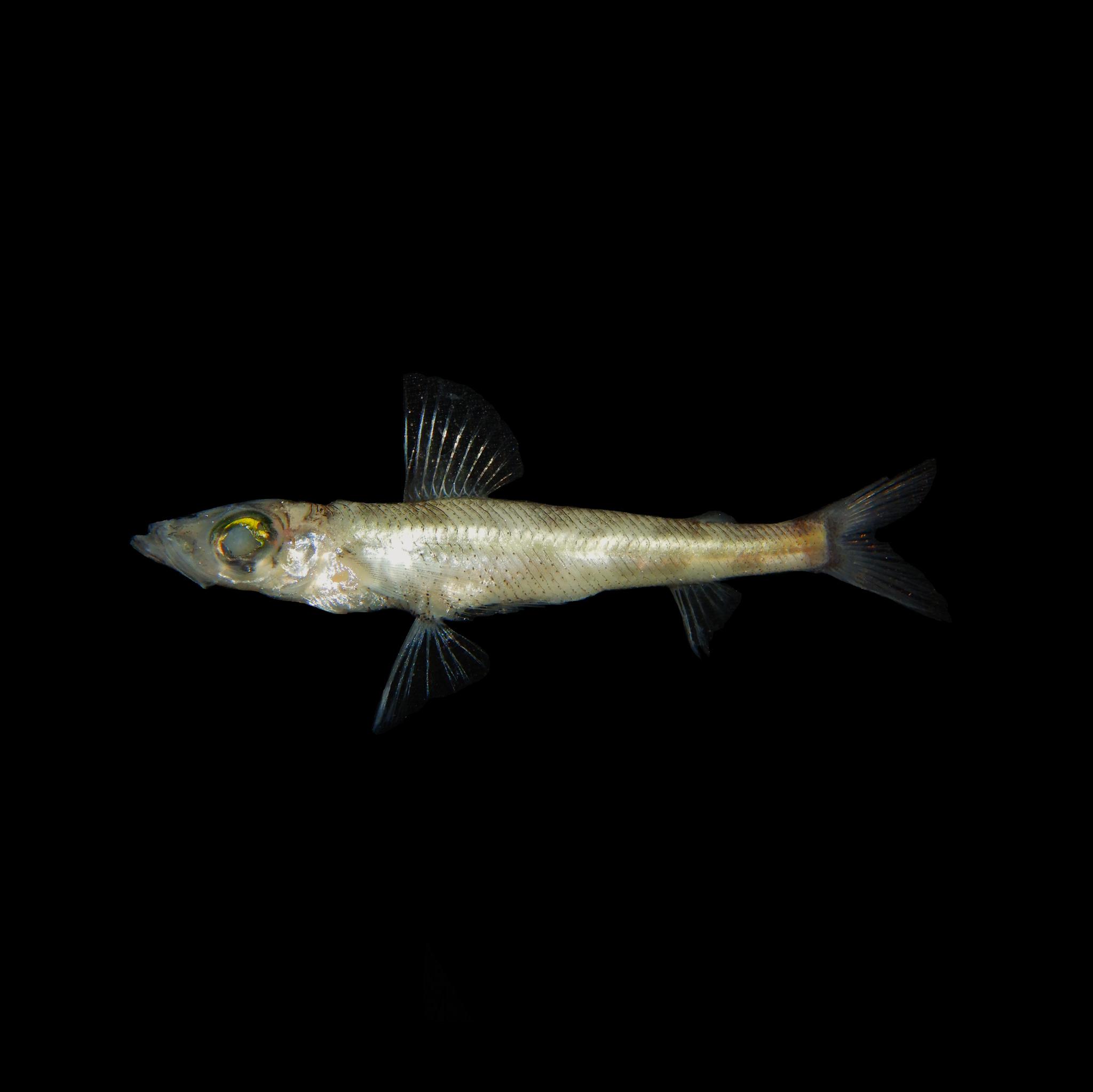 Shortnose Greeneye photo 6