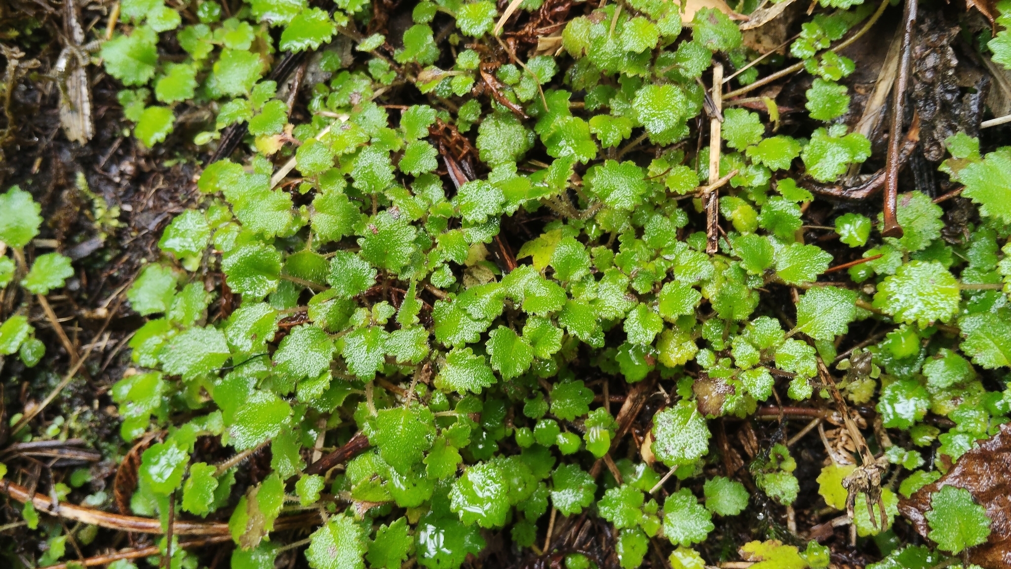 Jovellana repens