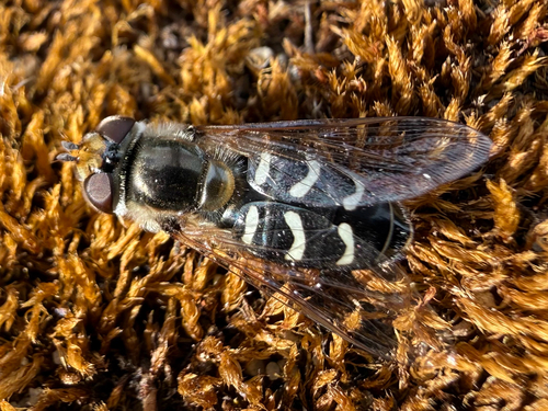 Unknown species found near N 200 W, Bountiful, UT, US