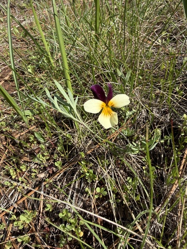 Viola hallii, photograph 6