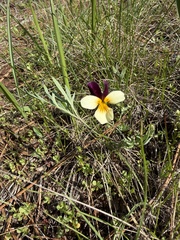 Viola hallii, photograph (c) Dee Shea Himes, some rights reserved (CC BY)