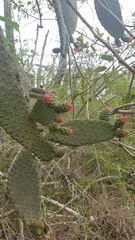 Consolea moniliformis