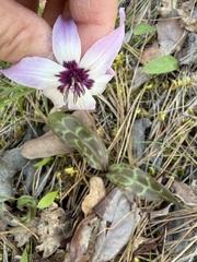 Erythronium hendersonii, photograph (c) Dee Shea Himes, some rights reserved (CC BY)