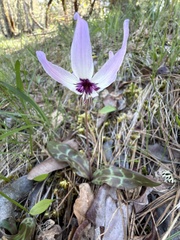 Erythronium hendersonii, photograph (c) Dee Shea Himes, some rights reserved (CC BY)