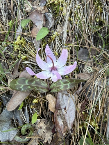 Erythronium hendersonii, photograph 5