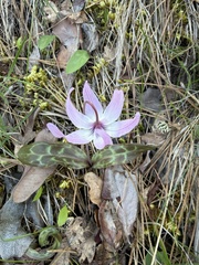 Erythronium hendersonii, photograph (c) Dee Shea Himes, some rights reserved (CC BY)