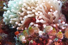 Achaeus japonicus