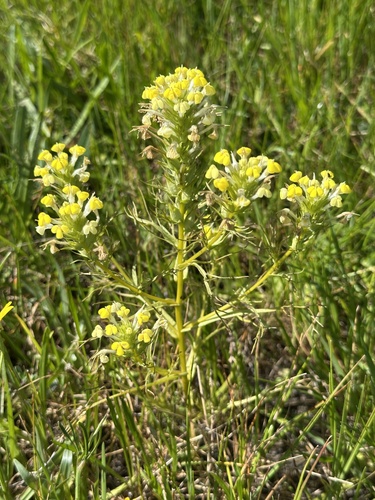 Yellowbeak Owl's-clover (Triphysaria versicolor)