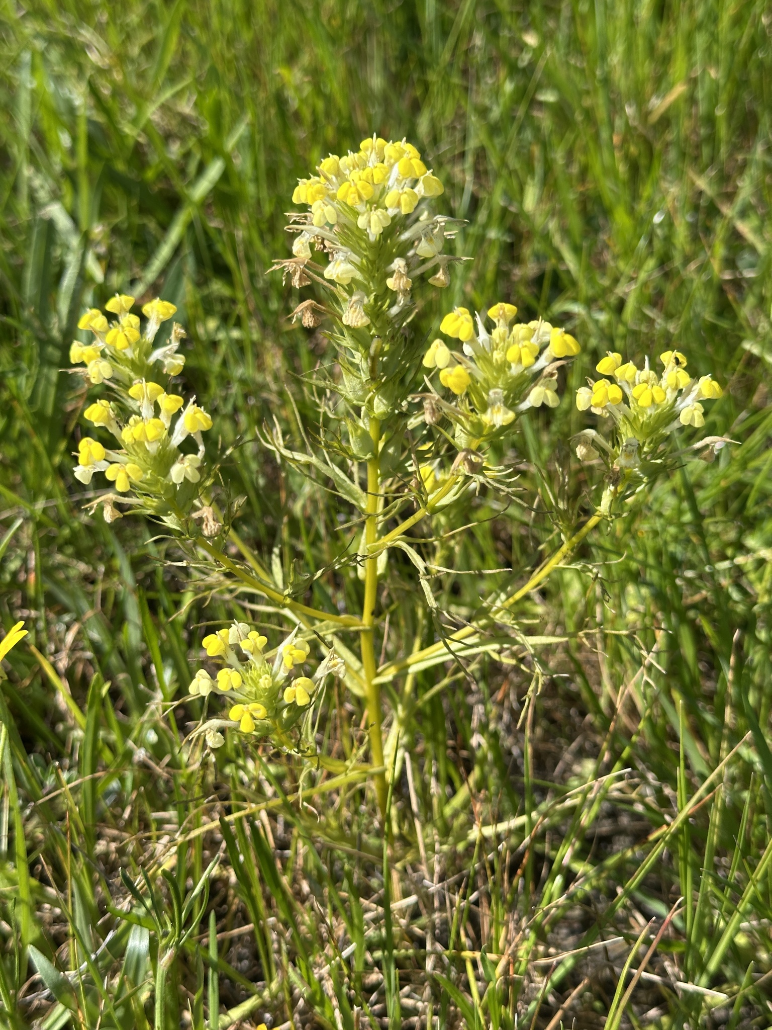 Yellowbeak Owl's-Clover (Triphysaria versicolor)