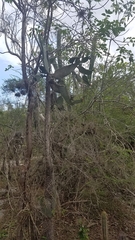 Consolea moniliformis