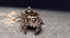 Phidippus insignarius