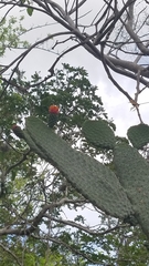 Consolea moniliformis