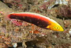 Rainbow Wrasse photo 3
