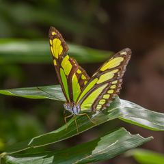 Philaethria dido