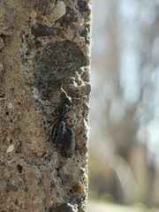 Camponotus