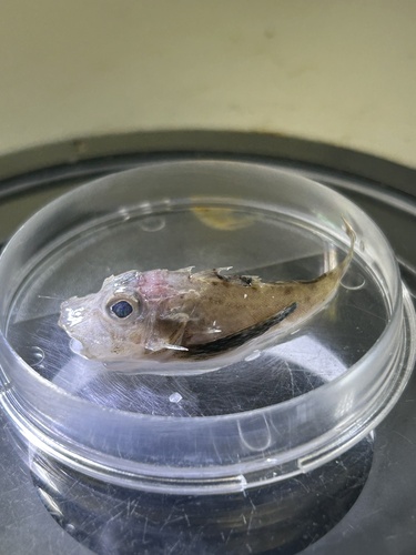 Bigeye searobin (Prionotus longispinosus) — Triglidae