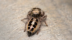Phidippus insignarius