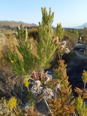 Serruria pedunculata