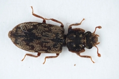Synchita undata