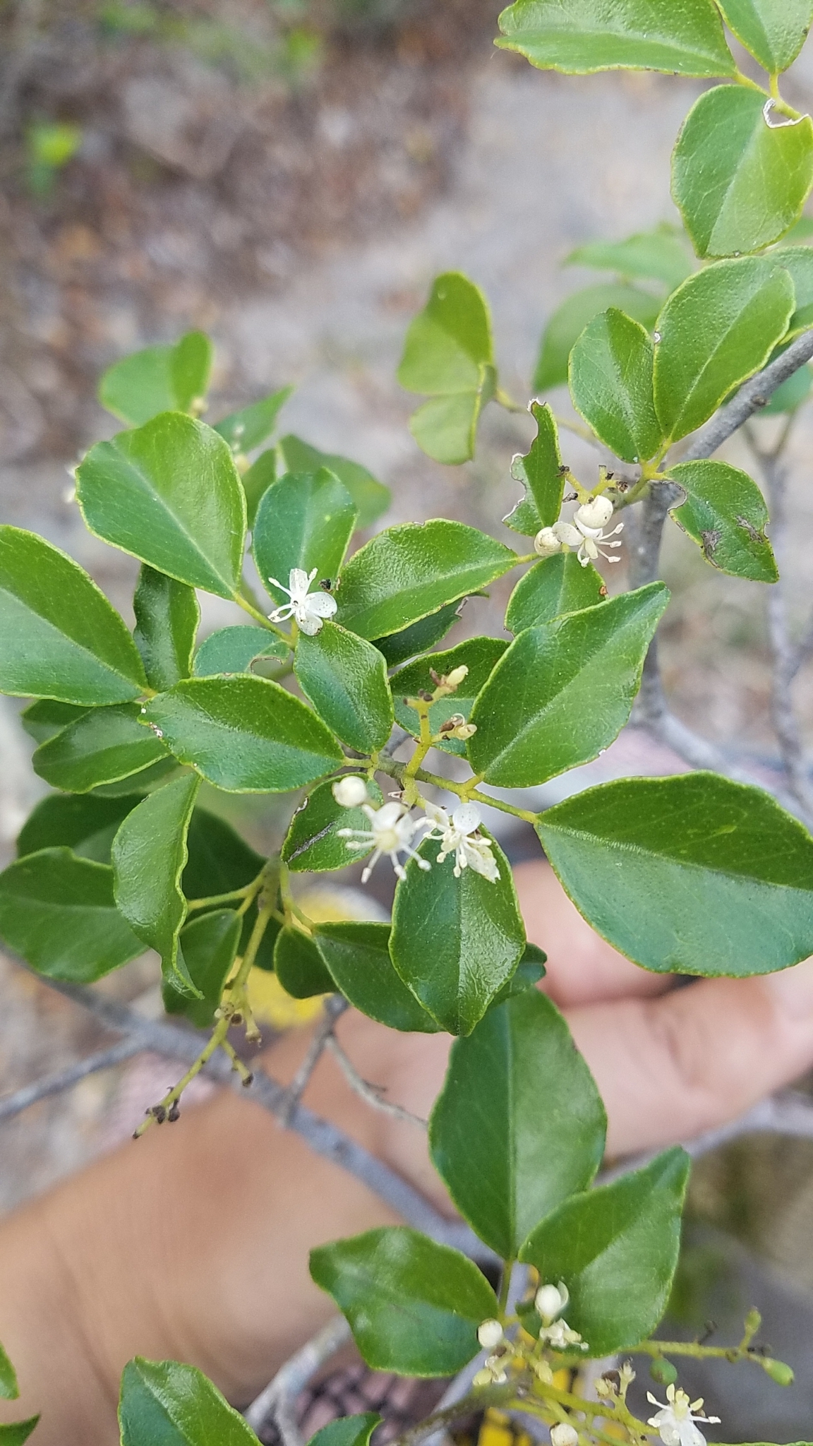 Amyris diatrypa
