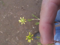 Blennosperma