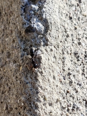 Camponotus
