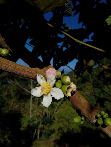 Bellucia pentamera (Bellucia pentamera)