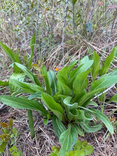Vanillaleaf (Trilisa odoratissima)