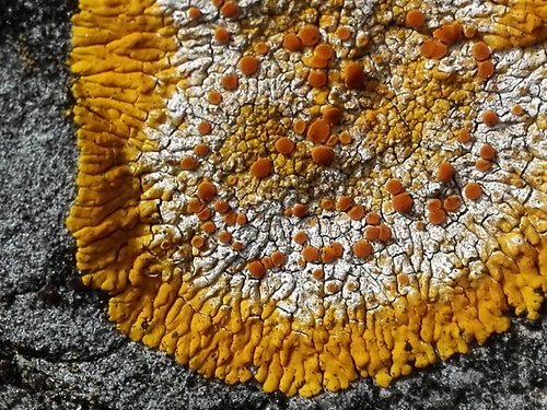 Limestone Lobed Firedot