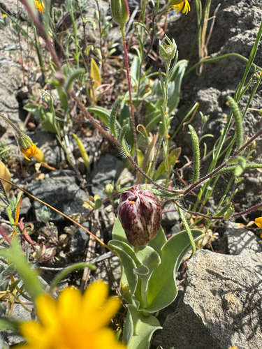 Purdy's fritillary (Fritillaria purdyi)